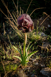 Al-Arz;Iris;Iris-Cedreti;Kaleidos;Kaleidos-images;Lebanon;Middle-East;Near-East;Proche-Orient;Tarek-Charara;Flowers;Endemic;Endangered-species;Endemic-species;Critically-endangered;Critically-endangered-species